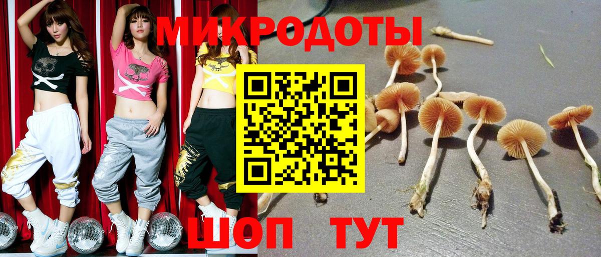 Псилоцибиновые грибы Psilocybe Острогожск